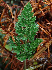 Niphogeton glaucescens