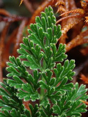 Niphogeton glaucescens