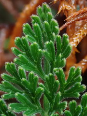 Niphogeton glaucescens