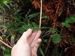 Niphogeton glaucescens