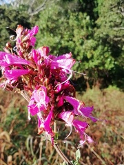 Syncolostemon densiflorus