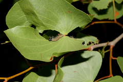 Gonimbrasia belina