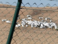 Oryx leucoryx