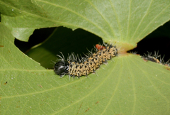 Gonimbrasia belina