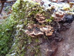 Fungi