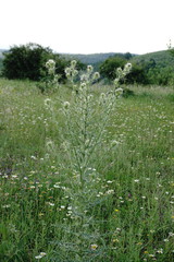 Cirsium echinus
