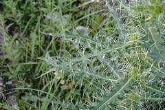 Cirsium echinus