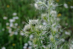 Cirsium echinus