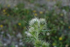 Cirsium echinus
