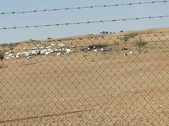 Oryx leucoryx