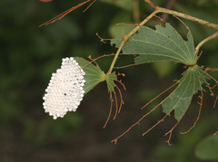 Gonimbrasia belina