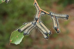 Gonimbrasia belina