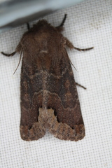 Orthosia garmani