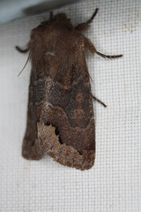 Orthosia garmani
