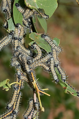 Gonimbrasia belina