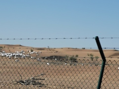 Oryx leucoryx