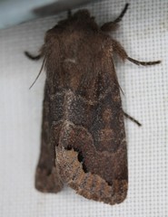 Orthosia garmani