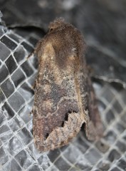 Orthosia garmani