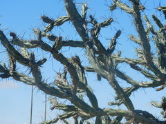 Cylindropuntia calmalliana