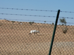 Oryx leucoryx