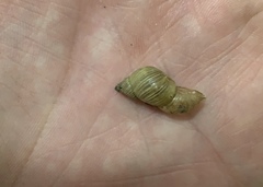 Stenostylus colmeiroi