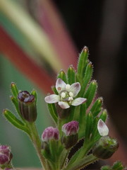 Niphogeton glaucescens