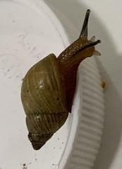 Stenostylus colmeiroi