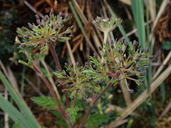 Niphogeton glaucescens