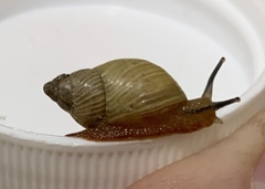 Stenostylus colmeiroi