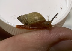 Stenostylus colmeiroi