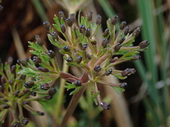 Niphogeton glaucescens