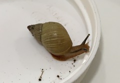 Stenostylus colmeiroi