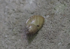 Stenostylus colmeiroi