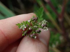 Niphogeton glaucescens