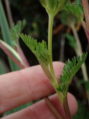 Niphogeton glaucescens