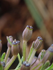 Niphogeton glaucescens
