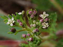 Niphogeton glaucescens