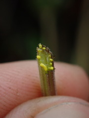 Niphogeton glaucescens