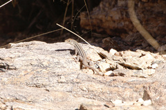 Aspidoscelis sonorae