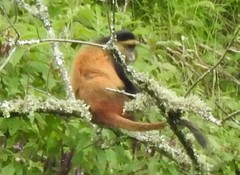 Cercopithecus mitis kandti