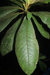 Saurauia excelsa