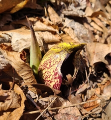 Symplocarpus foetidus