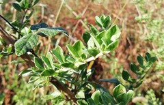 Syncolostemon densiflorus