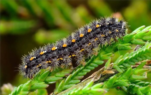 Scarce Footman Moth