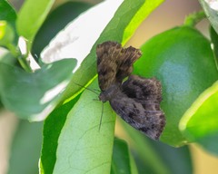 Achlyodes