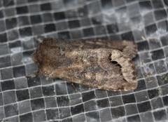 Orthosia garmani