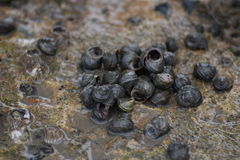 Littorina brevicula