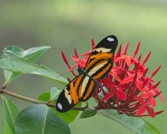 Heliconius ethilla