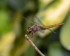 Brachymesia