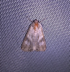 Melipotis jucunda